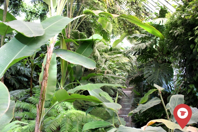 estufa de palmeras jardin botanico madrid